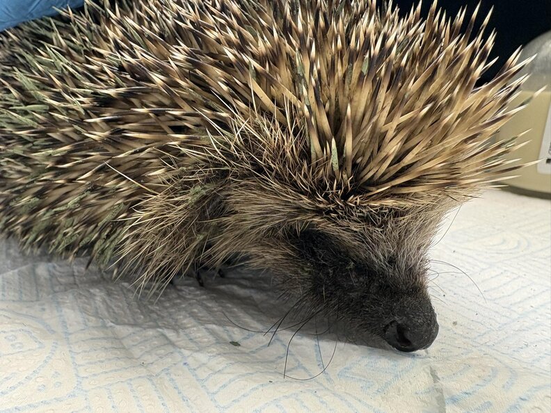 ダッフィーの治療中