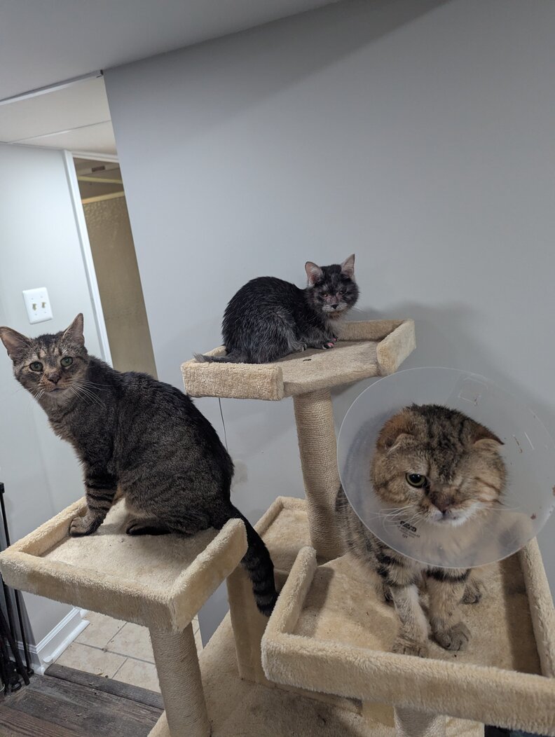 キャットツリーの上の猫