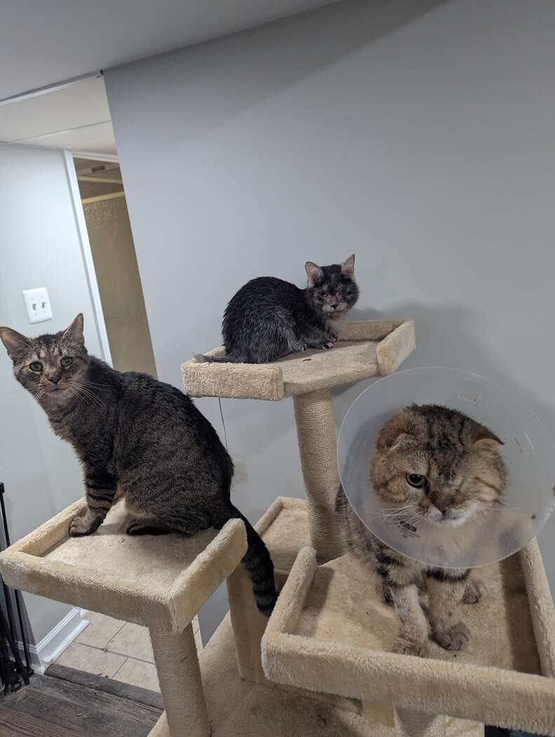 キャットツリーの上の猫
