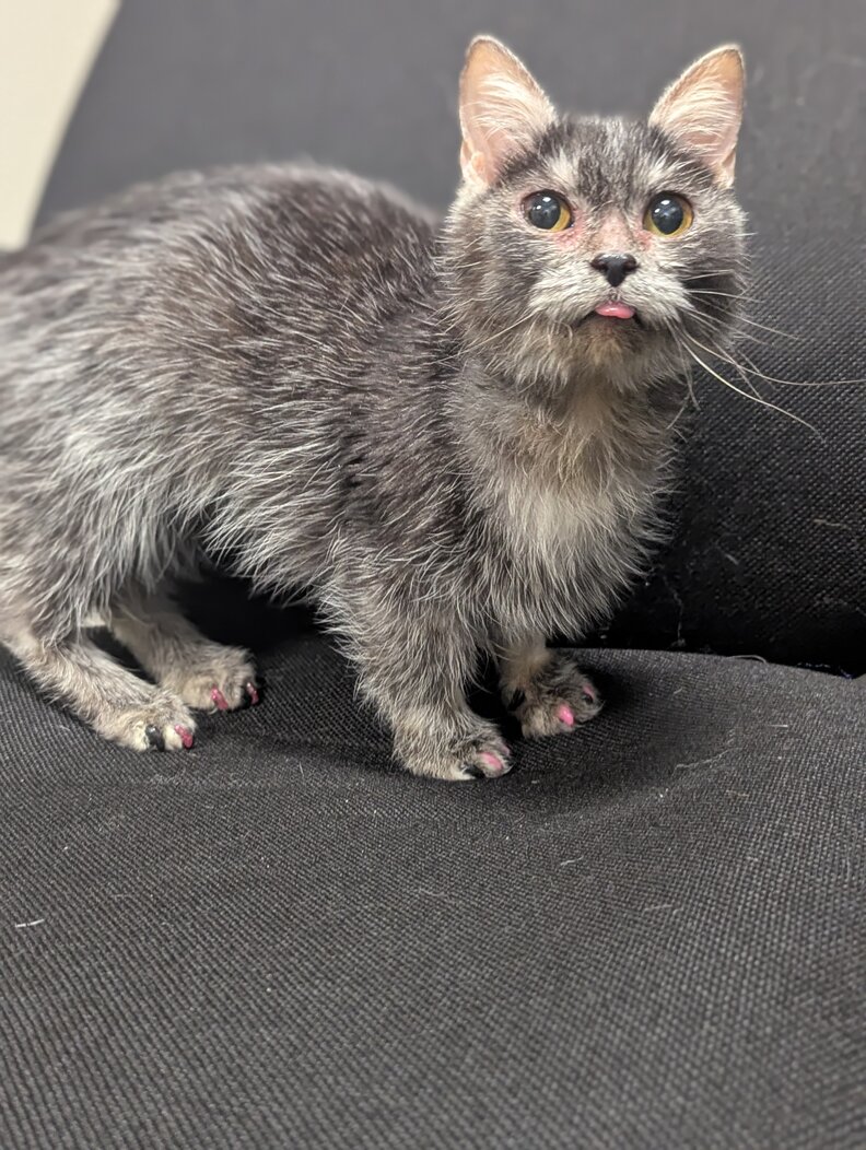 ソファでくつろぐ猫