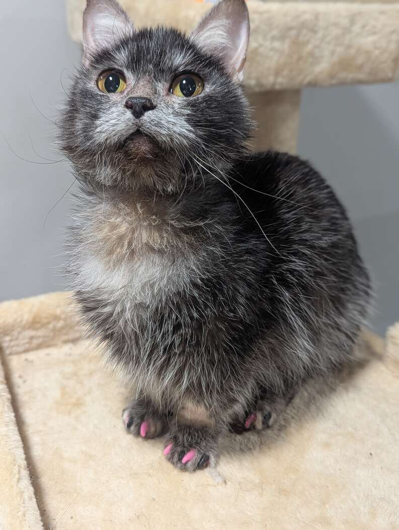 Blueberry looking for a loving home