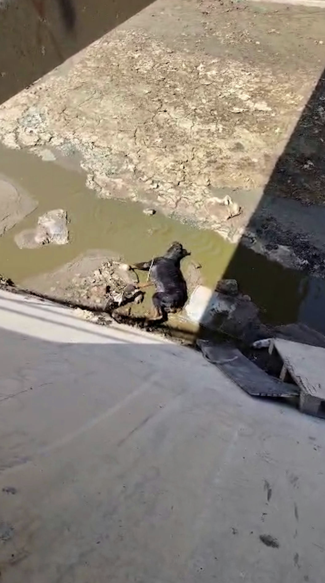 ロットワイラー犬