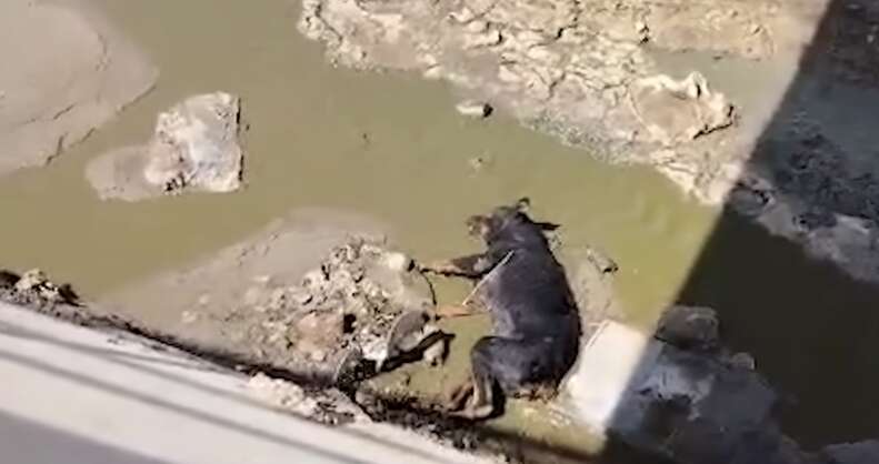 救出された犬