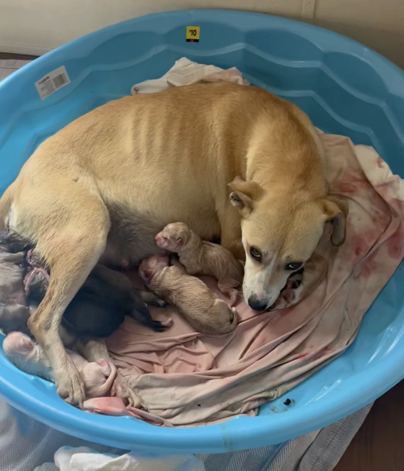 mama dog with her puppies 