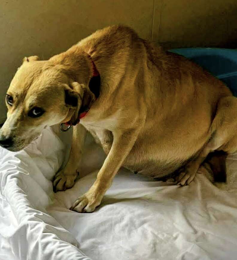 pregnant rescue dog