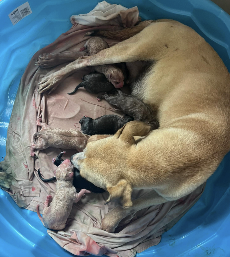 pregnant dog with puppies 
