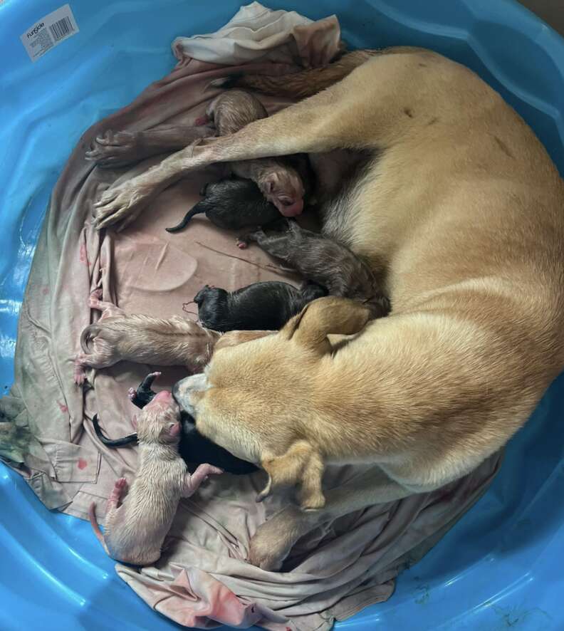pregnant dog with puppies