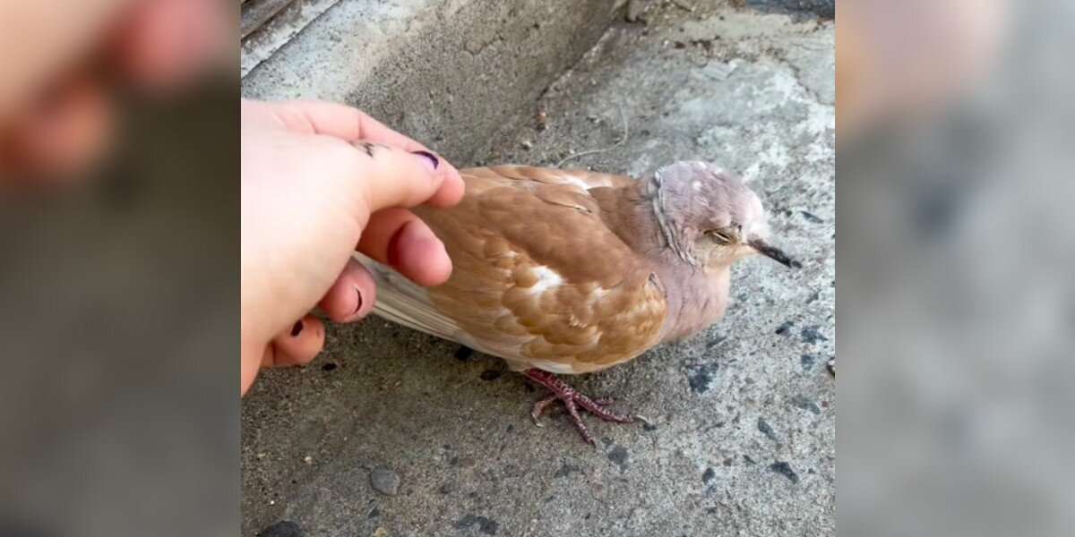 Woman Stops To Photograph A Dove On The Ground — Then Realizes He's Not Wild