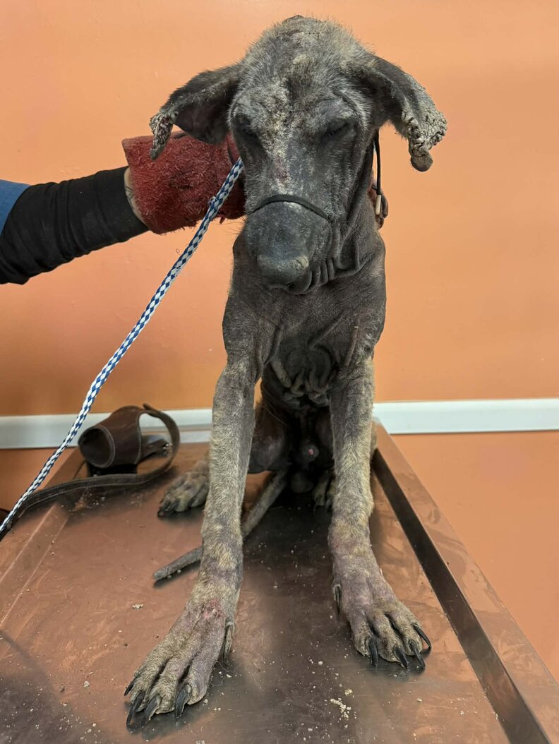 Illustration de l'article : Un chien effrayé, affamé et sans poils se transforme en Berger Allemand grâce à la bienveillance d’une bénévole