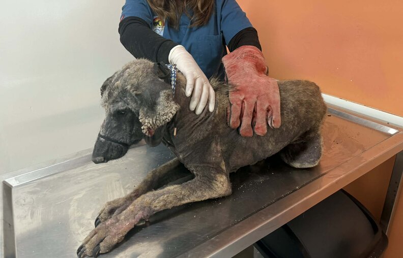 Illustration de l'article : Un chien effray&eacute;, affam&eacute; et sans poils se transforme en Berger Allemand gr&acirc;ce &agrave; la bienveillance d&rsquo;une b&eacute;n&eacute;vole