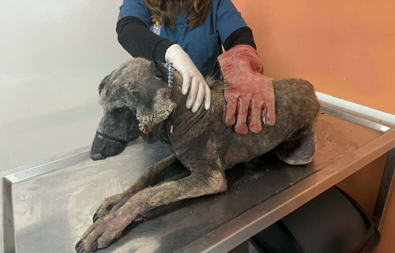 Illustration de l'article : Un chien effrayé, affamé et sans poils se transforme en Berger Allemand grâce à la bienveillance d’une bénévole