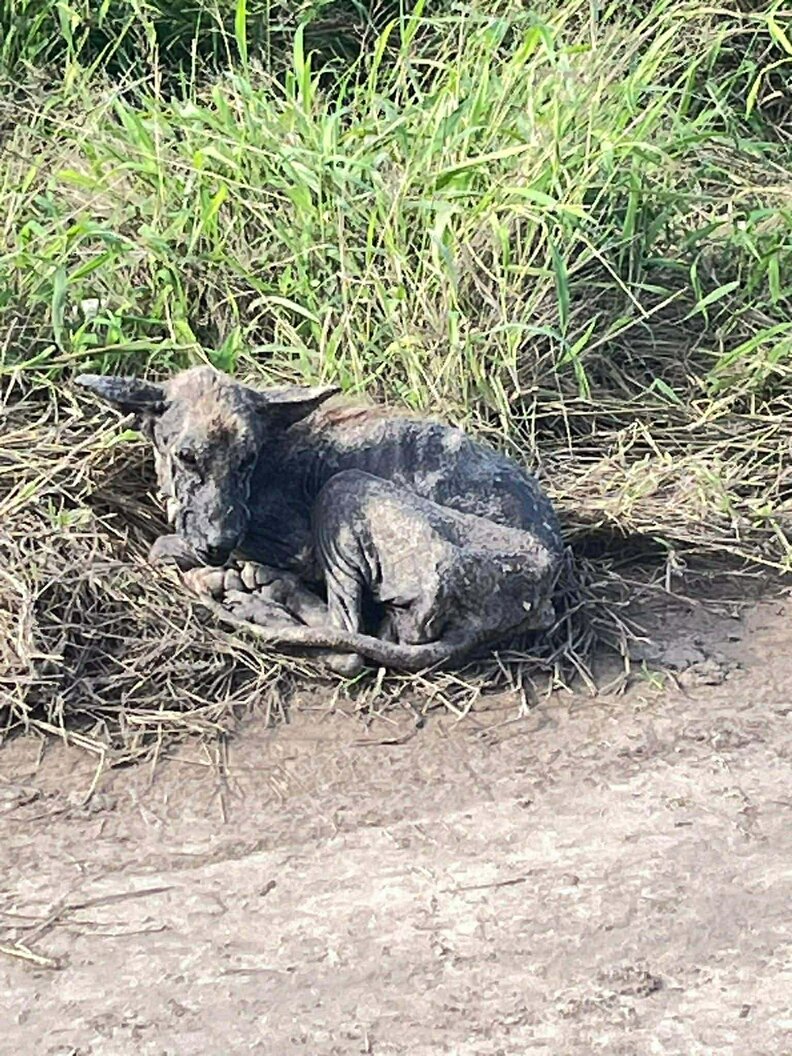 Hairless stray dog on the side of the road