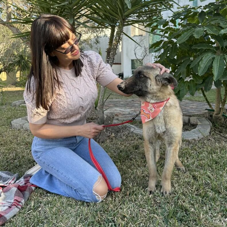 Illustration de l'article : Un chien effray&eacute;, affam&eacute; et sans poils se transforme en Berger Allemand gr&acirc;ce &agrave; la bienveillance d&rsquo;une b&eacute;n&eacute;vole
