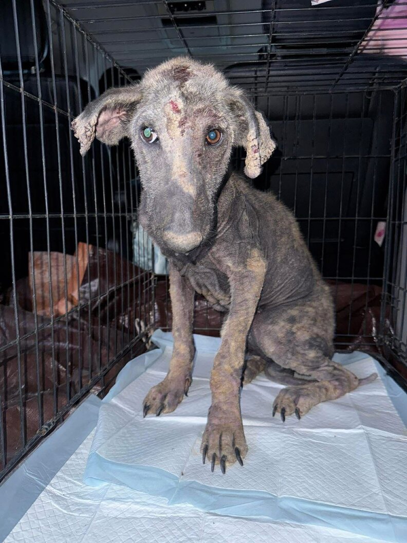 Illustration de l'article : Un chien effrayé, affamé et sans poils se transforme en Berger Allemand grâce à la bienveillance d’une bénévole