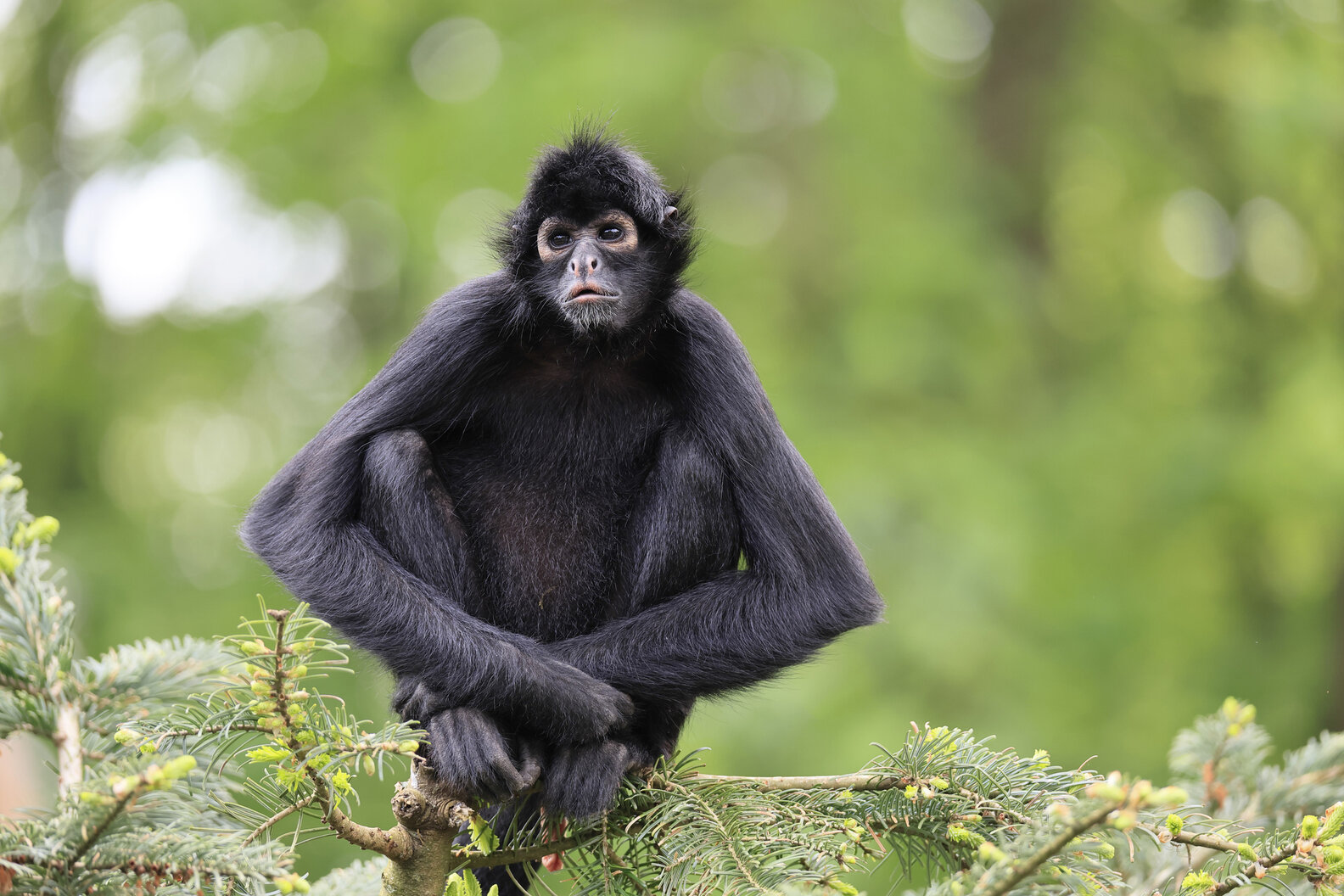 Fishermen Capture Stunning Video Of Monkeys Working Together In ...