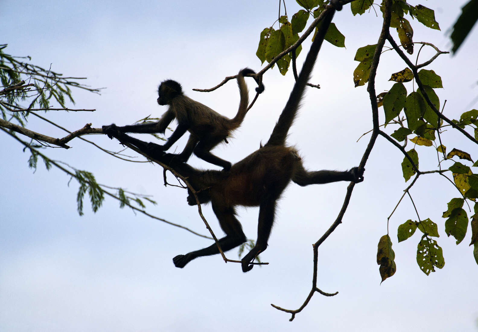 Monkeys Coexisting Fishermen Capture Stunning Video Of Monkeys Working Together In ...