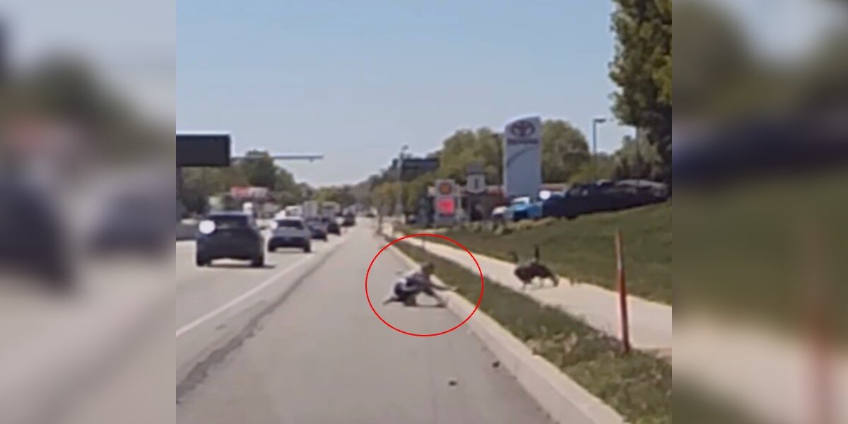 Woman Jumps Out Of Car On The Highway To Help A Feathered Family ...