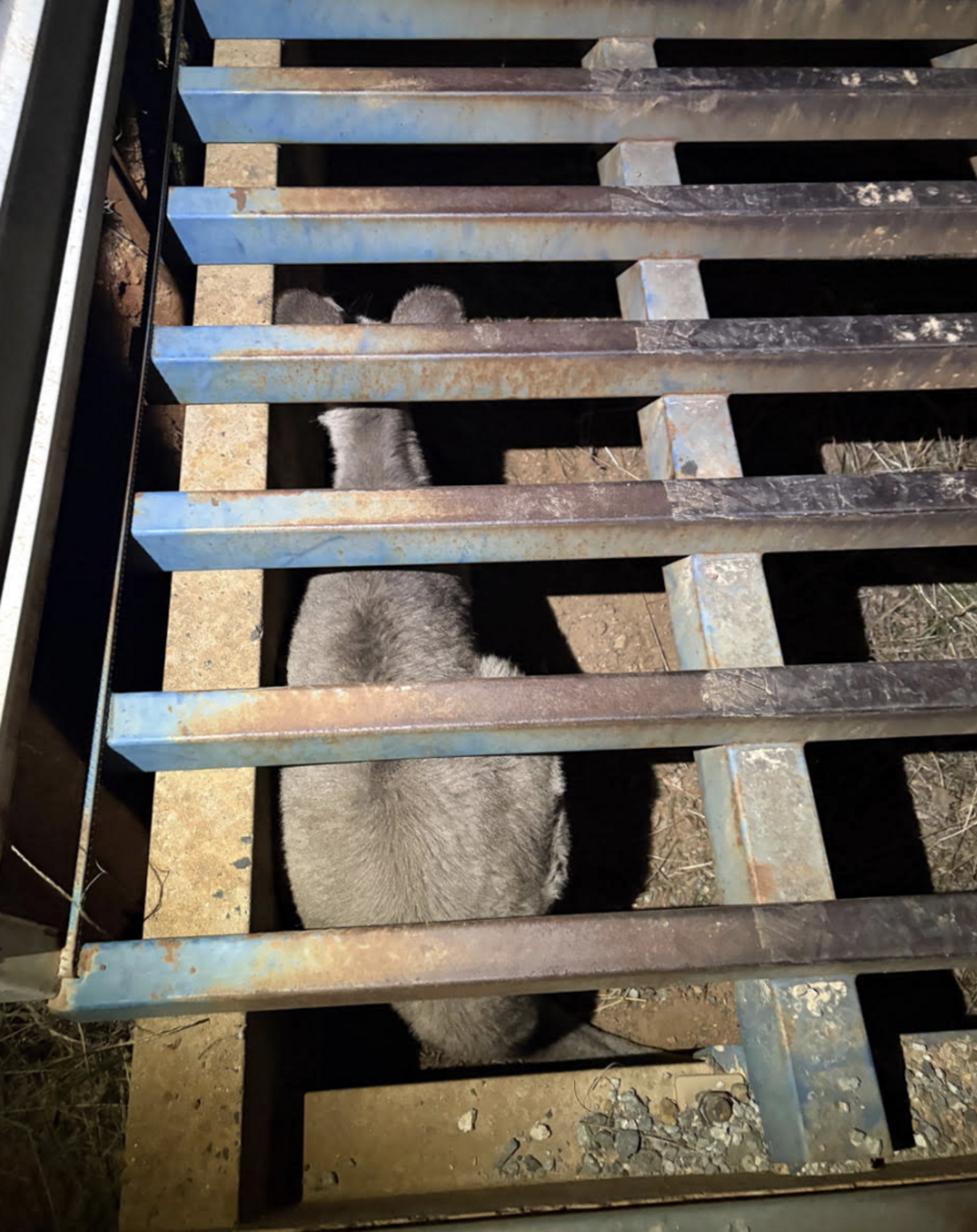 Rescuers Find Huge Animal Cowering Under Heavy Grate — Waiting For A ...