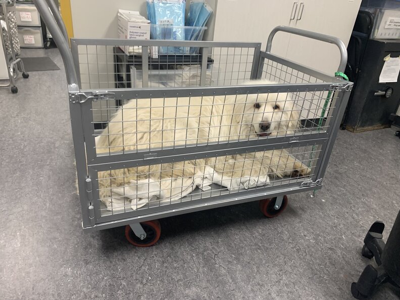 Doug in a cart