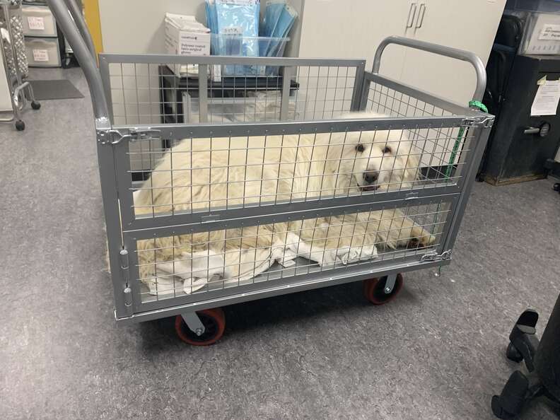Doug in a cart