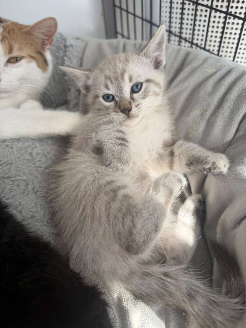Kitten being treated at rescue center