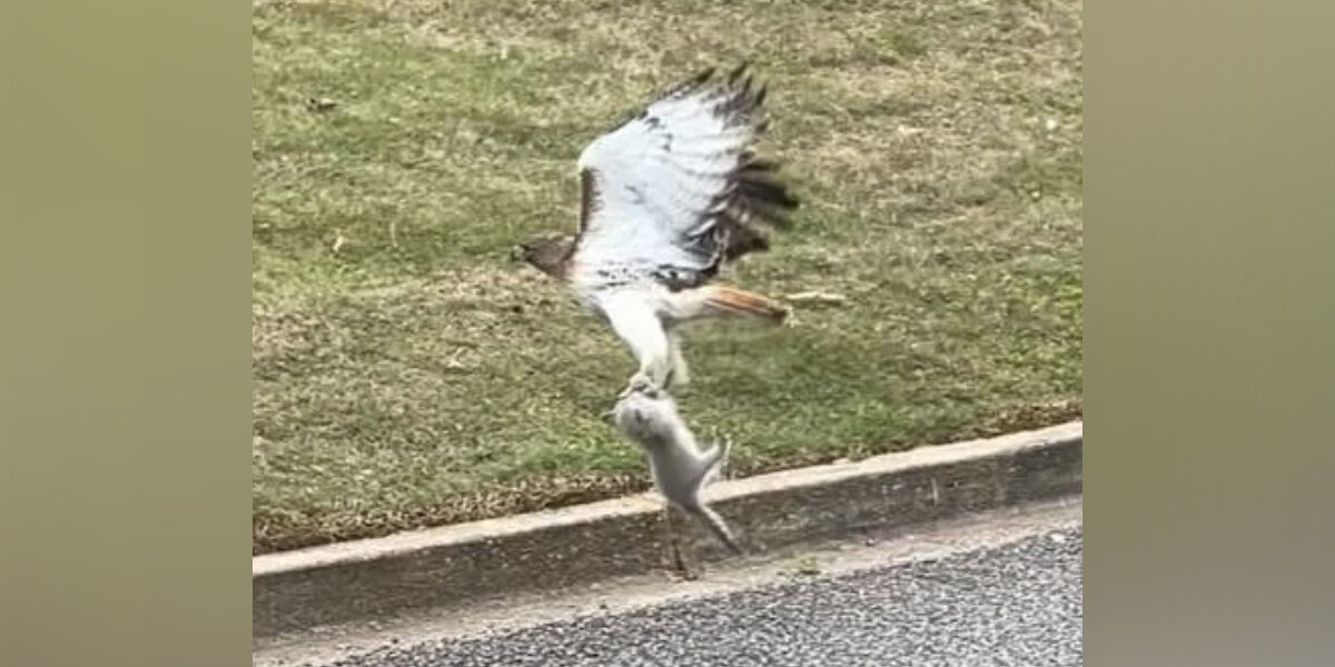 Driver Thinks Hawk Has A Squirrel — But The Truth Makes Her Hit The ...