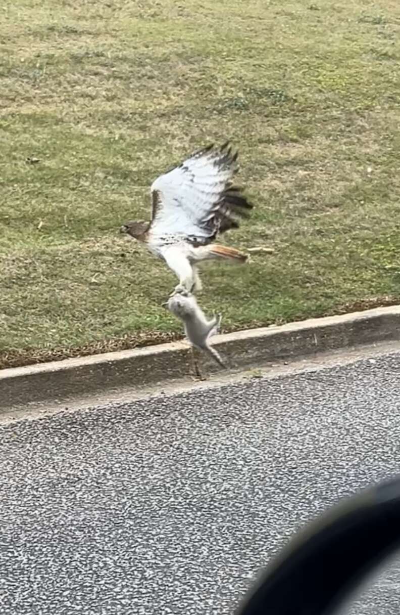 Hawk clutching the kitten