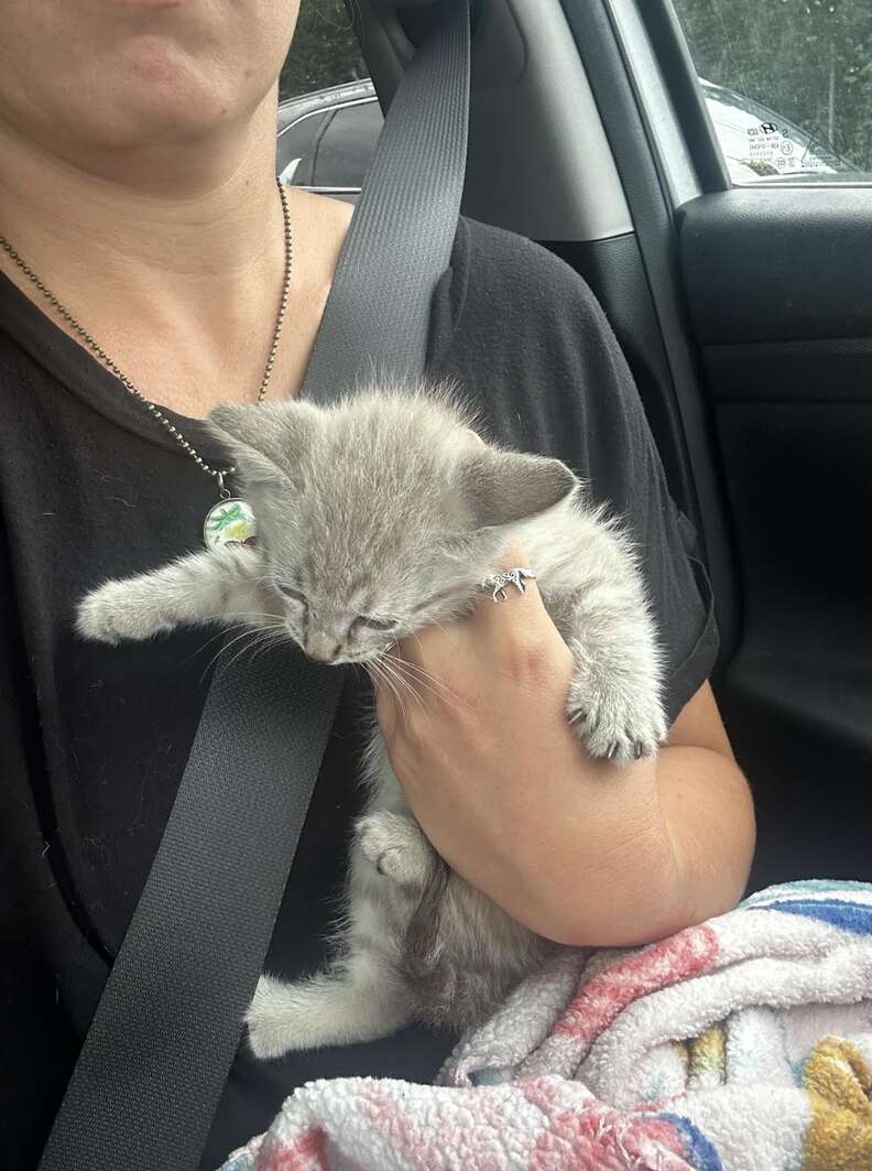 Kitten after being dropped by the hawk