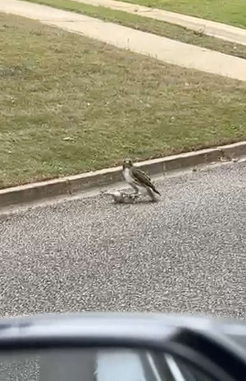Red-tailed hawks on the road