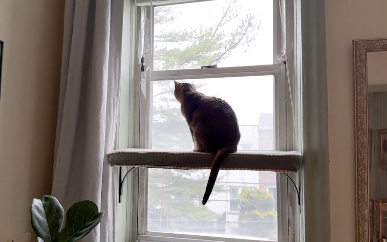 Cat looks out window from shelf