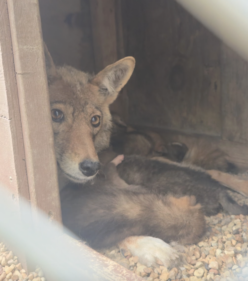 Mama Coyote and Pups