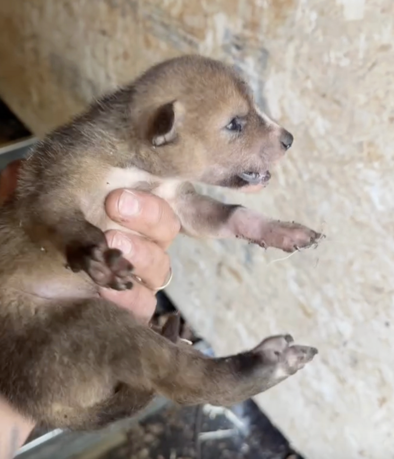 baby coyote