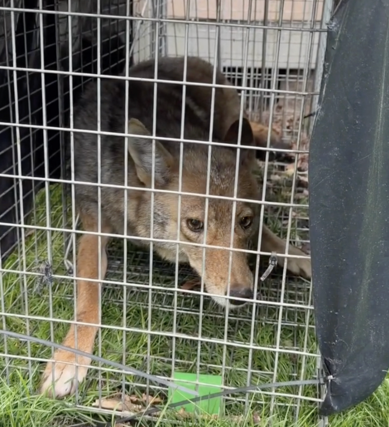 coyote in cage 