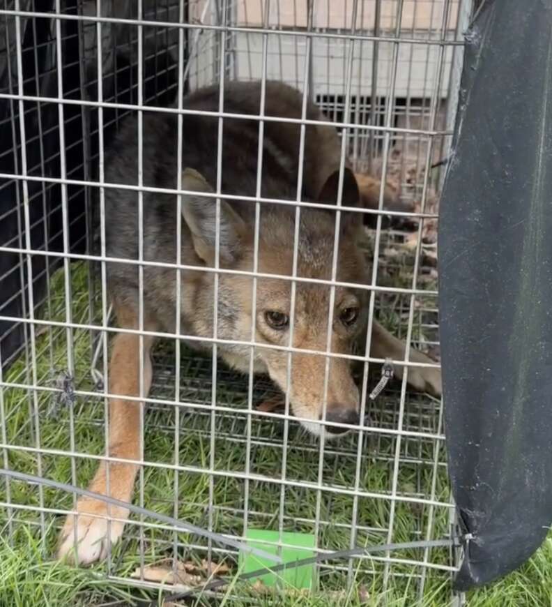 coyote in cage
