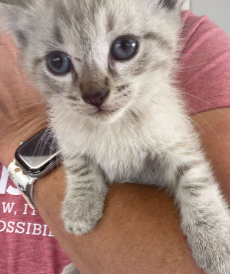 Lucy with rescued kitten