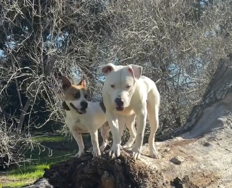 2匹の犬が切り株の上にいる様子