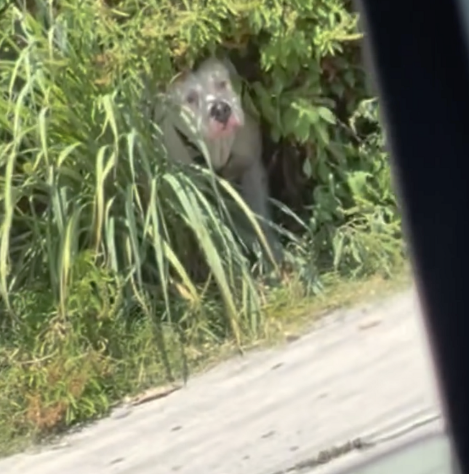 Women See A Flash Of White In The Bushes And Find A Dog Tied Up Near ...