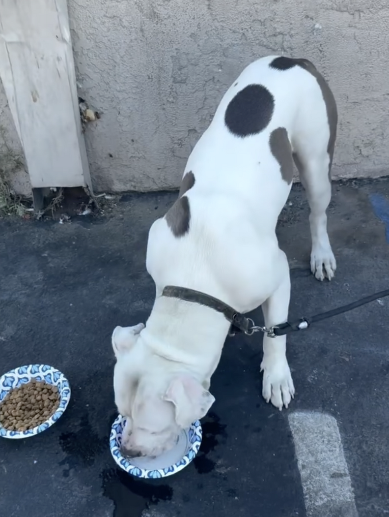 犬が食事をする様子