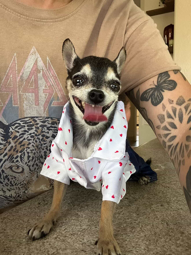犬が可愛いシャツを着ている