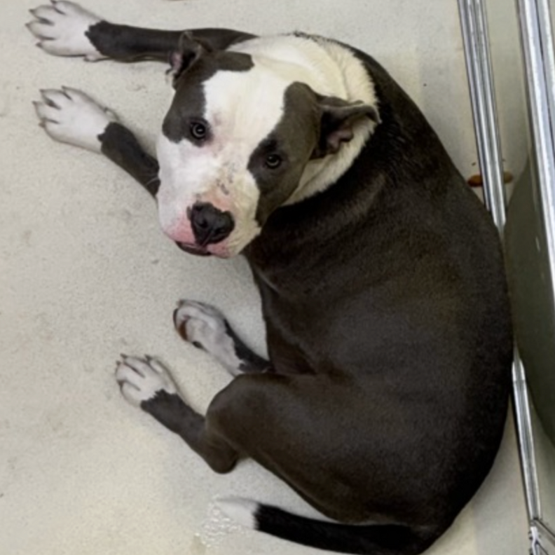 rescue dog in shelter 