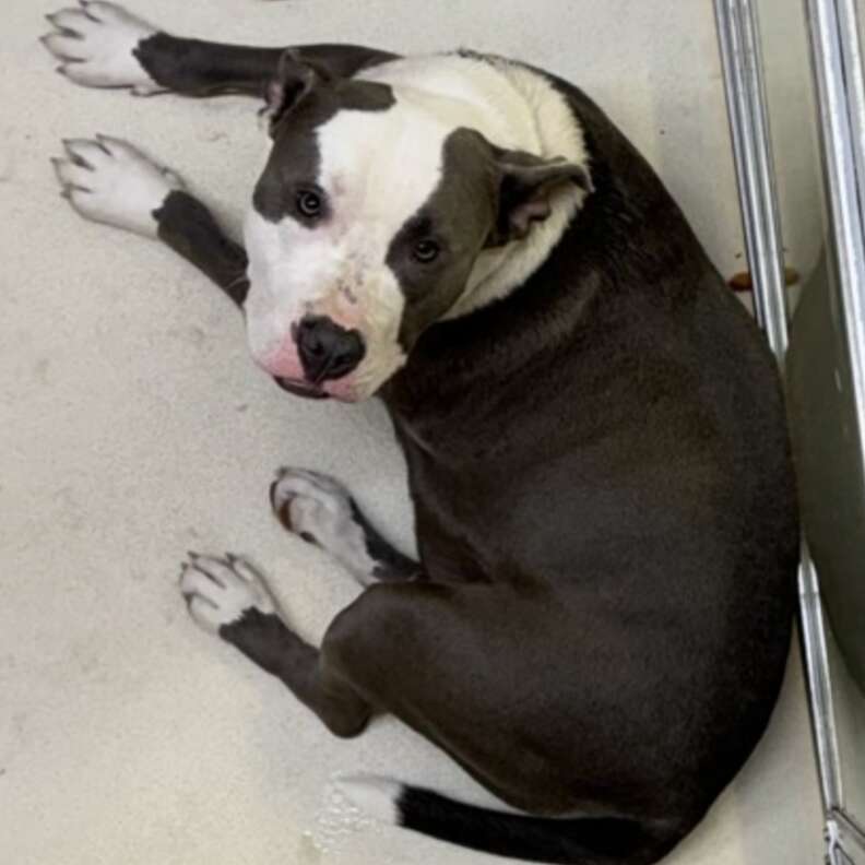 rescue dog in shelter