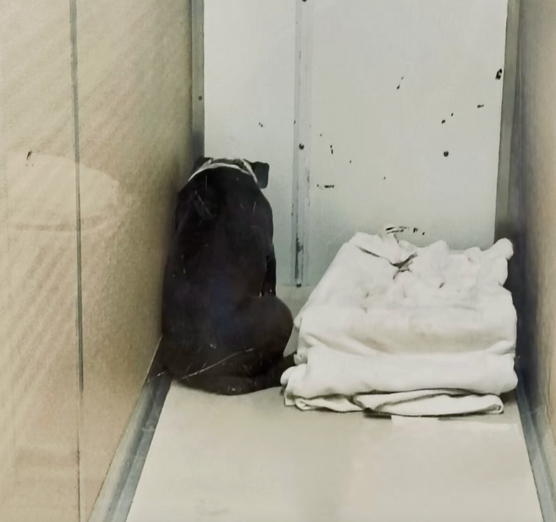 dog staring at the wall