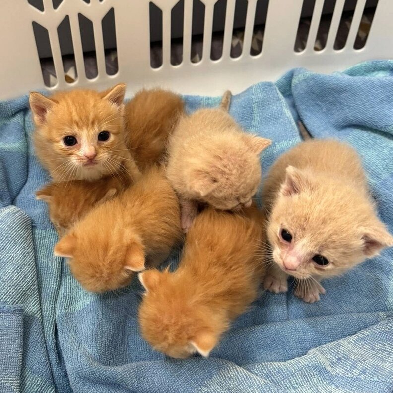 tiny orange kittens