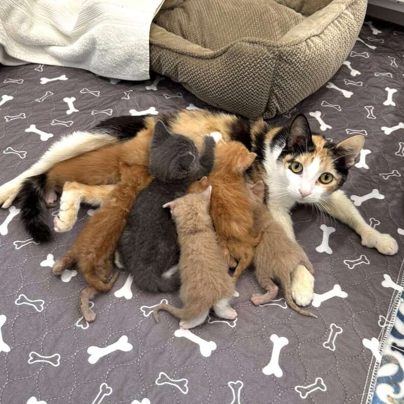Mama nursing pile of kittens