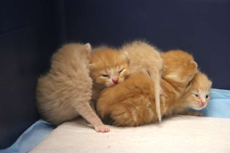 Mama Mittens with her adopted kitten litter