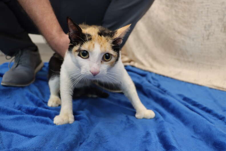 rescued mama cat