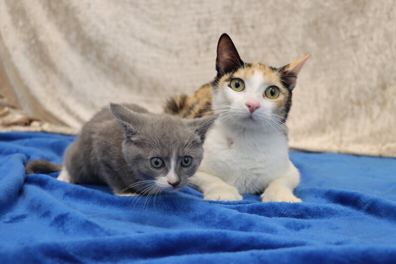 mama cat and kitten