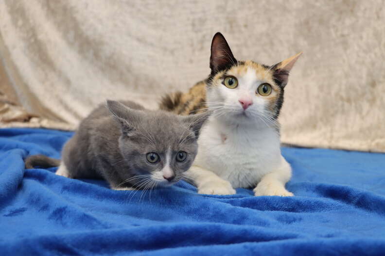 mama cat and kitten