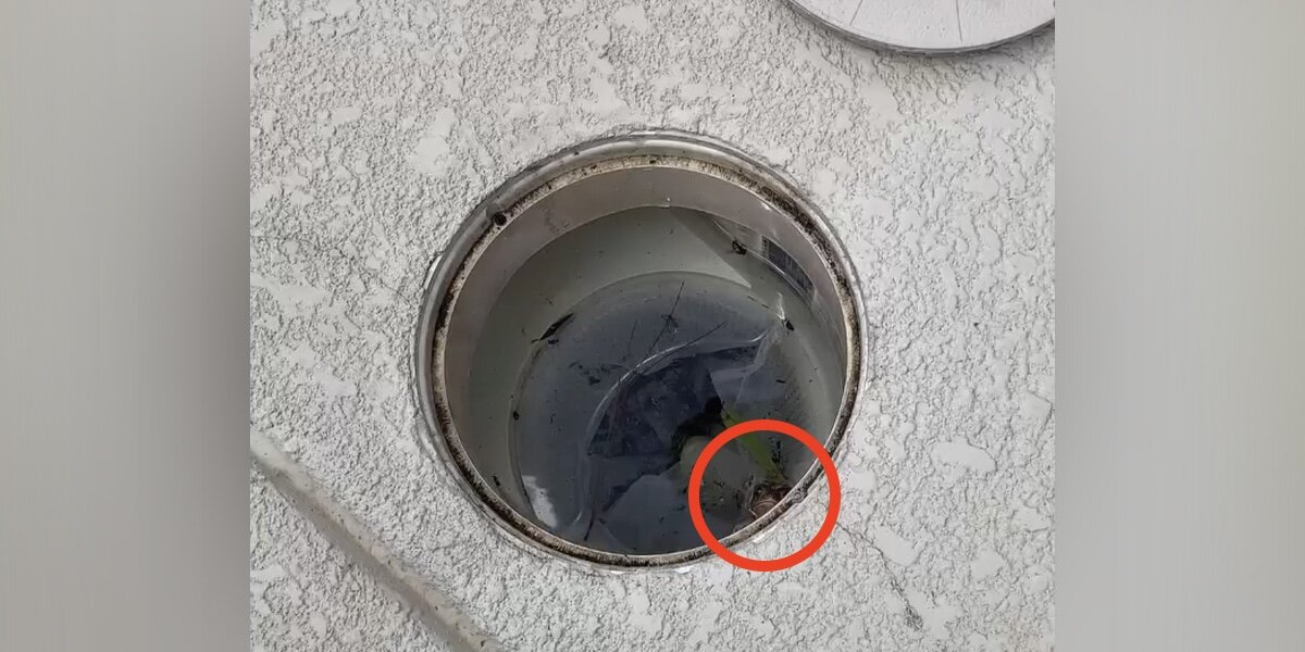 Draining Hium Worker Checks Clogged Pool Drain — Finds A Little Face Staring Back At ...