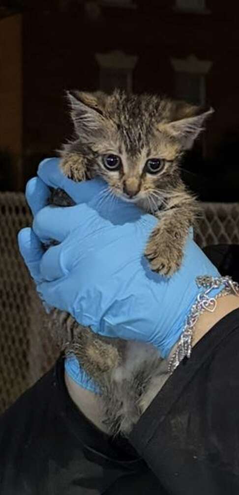 Officers lowering food to the kitten in the drain